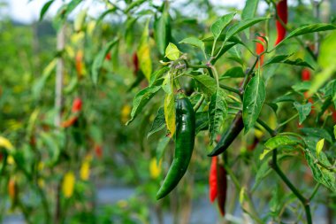 Canlı bir kırmızı biber çiftliğindeki yemyeşil bir bitkide asılı duruyor. Rengarenk kırmızı ve sarı biberlerle çevrili açık havada güneş ışığı altında yetişir..