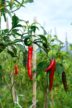 Olgun kırmızı biberler verimli bir çiftlikteki sağlıklı bir bitkiye asılır. Doğal ışık altındaki kırmızı ve yeşil biberlerin kontrastı canlı bir tarım manzarası sergiliyor..