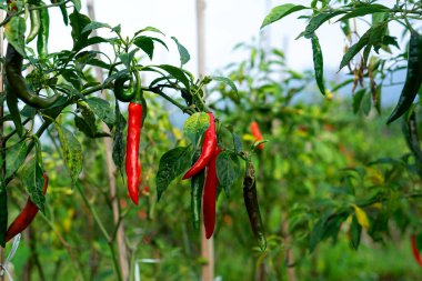 Olgun kırmızı biberler verimli bir çiftlikteki sağlıklı bir bitkiye asılır. Doğal ışık altındaki kırmızı ve yeşil biberlerin kontrastı canlı bir tarım manzarası sergiliyor..