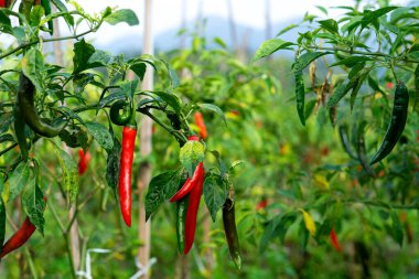 Olgun kırmızı biberler verimli bir çiftlikteki sağlıklı bir bitkiye asılır. Doğal ışık altındaki kırmızı ve yeşil biberlerin kontrastı canlı bir tarım manzarası sergiliyor..