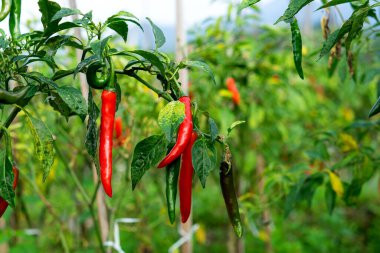 Olgun kırmızı biberler verimli bir çiftlikteki sağlıklı bir bitkiye asılır. Doğal ışık altındaki kırmızı ve yeşil biberlerin kontrastı canlı bir tarım manzarası sergiliyor..
