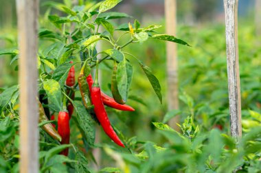 Kırsal kesimde sağlıklı bitkilerde yetişen kırmızı ve yeşil biberlere yakın çekim. Bitkiler bereketli yeşilliklerle çevrili tahta kazıklarla destekleniyor..
