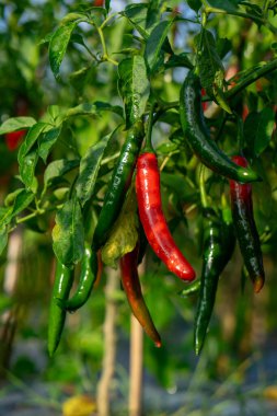 Su damlacıkları olan bir bitkiye asılmış kırmızı ve yeşil biberlerin doğal ışıkta yakalandığı yakın plan. Canlı bir görüntü, taze, organik tarım ve baharatlı hasat..
