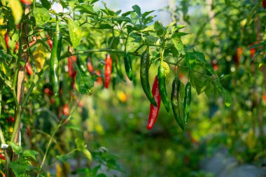 Güneşli bir organik çiftlikteki bir dala asılı yeşil ve kırmızı biberlerin yakın çekim görüntüsü. Taze, doğal ve canlı, tropikal tarım ve sürdürülebilir gıda üretimini temsil ediyor..