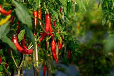 Kırmızı biberlerin, yemyeşil bitkilerde düzenli sıralarda büyüyüp, sabah güneşiyle yıkandığı yakın çekim görüntüsü. Organik sebze yetiştiriciliğinin özünü yakalar..