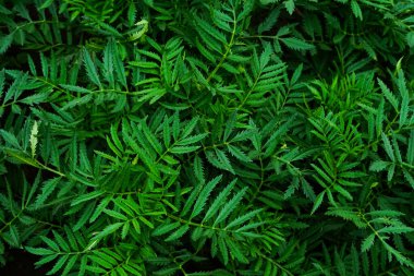 Yoğun kadife yapraklarının üst görüntüsü, keskin, tırtıklı kenarları, zengin yeşil tonlarda. Arkaplan dokusu, doğal tasarım unsurları veya eko-temalı görsel içerik için ideal.