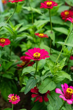 Parlak kırmızı ve mor zinya çiçekleri yemyeşil bir bahçede çiçek açıyor, keskin detay ve canlı renkle doğal gün ışığında çekiliyor, yaz güzelliğini temsil ediyor..
