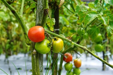 Domates bitkisinin çeşitli olgunlaşma aşamalarında yeşil, sarımsı-turuncu ve doğal bulanık arkaplanı olan bir bahçedeki sarmaşıkta yetişen kırmızı..