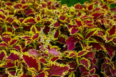 Parlak sarı kenarlar ve küçük açan çiçeklerle çevrili çarpıcı kırmızı yaprakları olan canlı koleus bitkilerinin üst görüntüsü canlı bir süs bahçesi yaprağı deseni oluşturur..