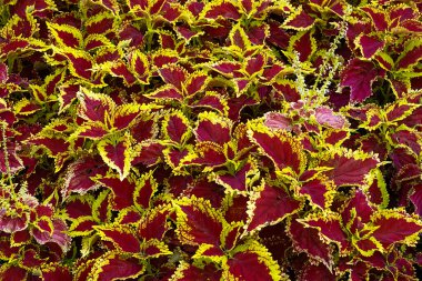 Parlak sarı kenarlar ve küçük açan çiçeklerle çevrili çarpıcı kırmızı yaprakları olan canlı koleus bitkilerinin üst görüntüsü canlı bir süs bahçesi yaprağı deseni oluşturur..