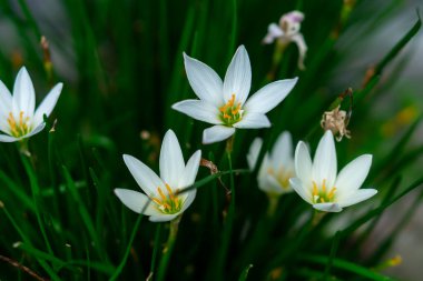 Beyaz Zephyranthes çiçeklerine yakın plan, koyu yeşil çimlerle çevrili sarı pudingler. İlkbahar, bahçe ya da botanik temalar için mükemmel doğal bir çiçek arkaplanı.