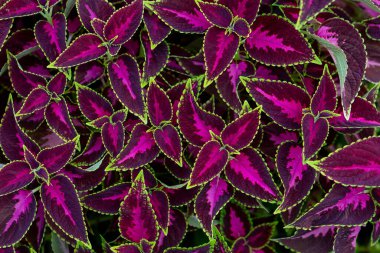Çarpıcı mor merkezleri ve parlak yeşil kenarları olan canlı Coleus yapraklarının yakın çekimi botanik tasarımlar ve yaratıcı arka planlar için mükemmel, cesur ve doğal bir şablon oluşturur..