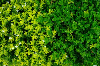 Parlak sarı-yeşil yapraklardan koyu yeşil yapraklara çarpıcı bir gradyanı olan yemyeşil yaprakların üst görüntüsü, küçük beyaz çiçeklerle vurgulanmış, doğa arka planları ya da çevre temalı görseller için ideal.