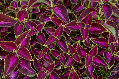 Çarpıcı mor merkezleri ve parlak yeşil kenarları olan canlı Coleus yapraklarının yakın çekimi botanik tasarımlar ve yaratıcı arka planlar için mükemmel, cesur ve doğal bir şablon oluşturur..
