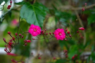 Taze yeşil yaprakları ve açılmamış tomurcukları ile çiçek açan pembe bir sabah çiçeğinin canlı bir yakın çekimi, doğal ışıkta yakalanmış, yemyeşil bir tropikal his yaratır..