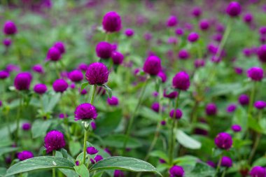 Canlı renklere ve rüya gibi bir etki yaratmak için sığ bir alan derinliğine sahip, çiçek açan mor küre amaranth (Gomphrena globosa) çiçeklerinin canlı bir yakın çekimi.