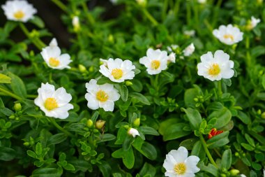 Sarı merkezli, yemyeşil yapraklarla çevrili, çiçek açan beyaz portulaka çiçeklerine yakın plan. Doğal ışıkta yakalanmış, tropikal bahçe ve doğa temalı reklamlar için ideal..