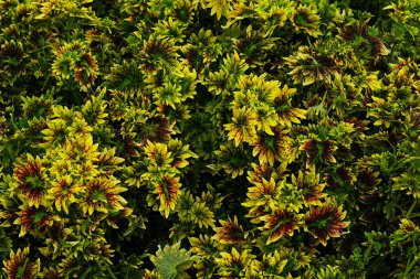 Sarı ve yeşil kolaz yapraklarından oluşan yoğun süs yapraklarının üst görüntüsü ve kırmızı damarlar. Doğa dokuları, bahçe temaları ve botanik tasarım geçmişi için mükemmel..