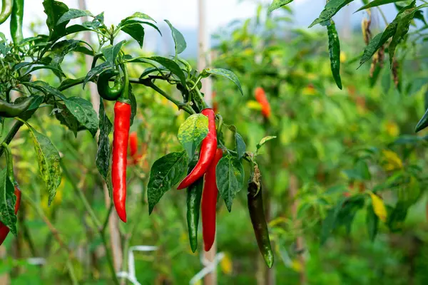 Olgun kırmızı biberler verimli bir çiftlikteki sağlıklı bir bitkiye asılır. Doğal ışık altındaki kırmızı ve yeşil biberlerin kontrastı canlı bir tarım manzarası sergiliyor..
