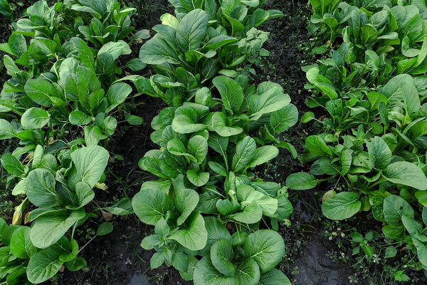 Ряды здоровой горчичной зелени растут в богатой, темной почве на тропической органической ферме. Живые листья и естественные промежутки отражают устойчивую сельскохозяйственную практику и местное производство продуктов питания.