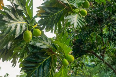Taze yeşil ekmek meyveleri (Artocarpus altilis) büyük tropikal yapraklarla bir dala asılmış, doğal ışıkta yakalanmış, canlı renkler ve detaylı dokular sergiliyor..