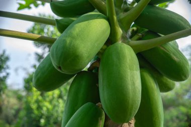 Çevresi yumuşak doğal ışık ve arka planda bulanık yeşil yapraklarla çevrili tropikal bir çiftlikteki ağaçta asılı duran yeşil papayaların yakın çekimi..