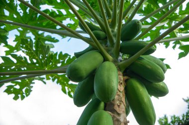 Olgunlaşmamış meyve ve büyük yapraklarla dolu yeşil papaya ağacının alçak açılı görüntüsü, parlak bir gökyüzüne karşı, doğal ışıkta tropikal tarımsal büyüme gösteriyor..