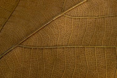 Karmaşık damar desenlerini ve doğal dokuyu gösteren kuru kahverengi yaprağın makro çekimi, yaprakların hassas yapısını ve organik tasarımını vurguluyor..