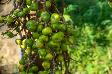 Tropikal ormandaki bir ağaç gövdesinde bol bol yetişen yeşil incir kümeleri. Canlı renk, doğal aydınlatma ve açık hava düzeni canlı bir organik tarım kavramı yaratır..