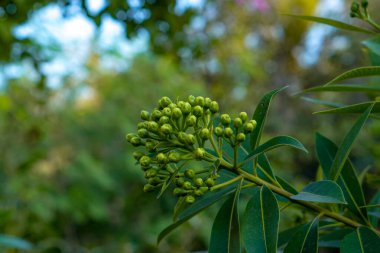 Yeşil çiçek tomurcukları, keskin yaprakları olan tropikal bir bitki dalında yetişiyor. Yumuşak gün ışığında ve ormandaki doğal bokeh arka planında yakalanıyor..
