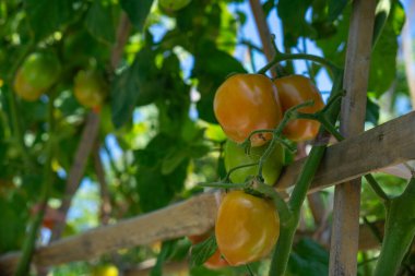 Sarmaşıkta sallanan olgun domatesler yeşil yaprakların arasından süzülen doğal güneş ışığıyla taze renkleri ve doğal dokularını gösteren yakın çekim görüntüleriyle çekildi..