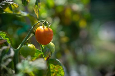 Tek bir olgun domates, yeşil yapraklar ve olgunlaşmamış meyvelerle çevrili asmada asılı dururken sıcak güneş ışığında parlar. Organik tarım ve büyüme döngülerinin canlı bir sembolü..