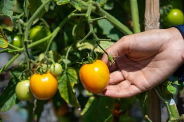 Sarmaşığa bağlı olgun sarı bir domatesi nazikçe destekleyen bir elin yakın çekimi. Bu görüntü tazeliği, elle tarımı ve güçlü bir insan doğası bağlantısını yakalar..