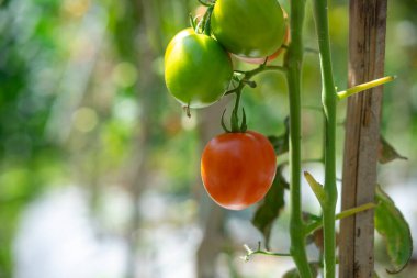 Sarmaşıkta asılı, yeşil domateslerle çevrili olgun kırmızı bir domatesin yakın çekimi. Doğal gün ışığında yakalanan bu görüntü, ev yapımı ürünlerin tazeliğini ve organik güzelliğini vurguluyor..