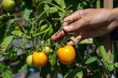 Sarmaşıkta hala olgunlaşmış sarı bir domatesi nazikçe tutan bir elin yakın çekimi, bahçedeki parlak güneş ışığı altında bakım, tazelik ve doğal çiftçilik..