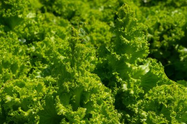 Güneş ışığı altında büyüyen gür kıvırcık yeşil marul yatağı canlı bir tazelik, doğal çiftçilik ve sağlıklı gıda üretimi sergiliyor..