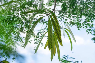 Olgun petai kapsüllerinin yakın görüntüsü ya da yeşil yapraklarla çevrili bir ağaçtan sarkan Parkia türosa parlak mavi gökyüzüne karşı, tropikal biyolojik çeşitliliği simgeliyor..