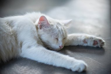 Pürüzsüz bir yüzeyde huzur içinde uyuyan beyaz bir kedinin yaklaşmış pençelerini uzatmış, gözlerini kapatmış, sakin ve huzurlu bir atmosfer yayıyor..