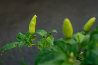 Bitkinin üzerinde canlı yapraklarla yetişen taze yeşil biberlerin yakın çekimi, doğal tarım, baharat üretimi ve organik gıda büyümesinin özünü yakalıyor..