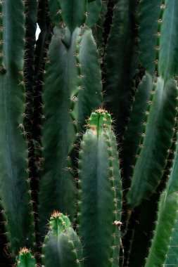 Keskin dikenleri ve doğal dokusuyla uzun yeşil kaktüslerin dikey yakın çekimi dayanıklılığı, gücü ve çöl bitkilerinin engebeli güzelliğini en ince detayına kadar vurguluyor..