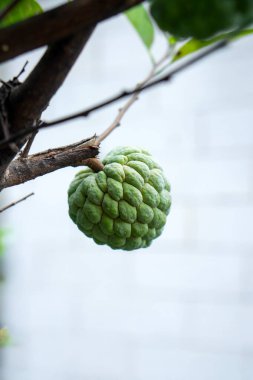 Yeşil bir muhallebi meyvesi ağaç dalında doğal olarak asılı duruyor. Tropikal tazelik, organik doku ve gıda, tarım ve doğa kavramları için sağlıklı bir cazibe gösteriyor..
