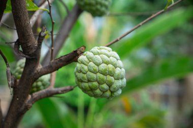 Srikaya ya da muhallebi olarak da bilinen elma şekeri, tropik bir bahçedeki ağaç dalında asılı, taze yeşil organik dokuyu gösteriyor..