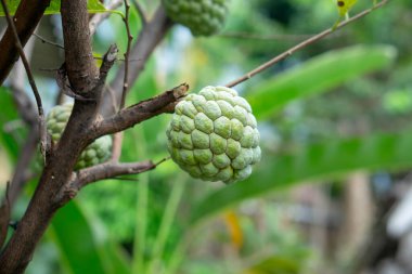 Tropikal bir bahçede ağaç dalında asılı duran taze bir elma şekeri doğal dokusunu ve sağlıklı yeşil rengini gösterir..