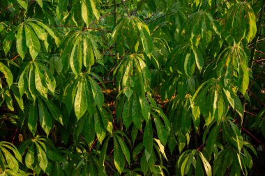 Parlak yeşil renkli ve kırmızı renkli Cassava yaprakları, tropikal tarım, organik tarım ve sağlıklı bitki örtüsünü temsil eden güneş ışığı altında yer alır..