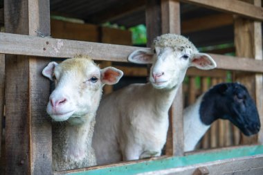 Eşsiz yüzlü üç koyun, doğal ifadeleri, çeşitliliği ve kırsal atmosferi gösteren ahşap bir kalemden gözetliyor, bu görüntüyü doğa, birlik ve kırsal yaşam kavramları için ideal kılıyor..