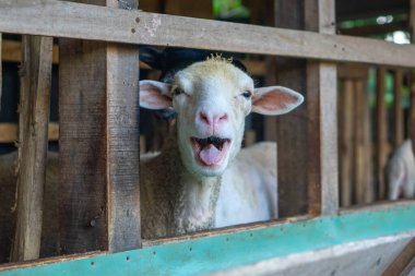 Ağzı ahşap bir kalem içinde ağzı açık bir koyun komik ve anlamlı bir an yaratarak mizahı, doğal davranışı ve kırsal çiftlik hayatını sembolize ediyor..