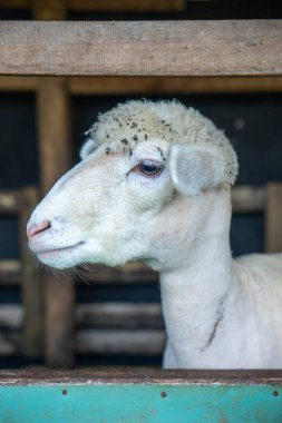 Ahşap bir kalem içinde sakin bir ifadeye sahip beyaz bir koyunun yakın çekimi, yününün ve yüzünün detaylarını gösteriyor, çiftlik hayvanlarını, tarımı, masumiyeti, sabrı ve kırsal yaşamı sembolize ediyor..