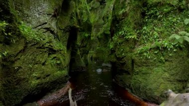 Büyük bir kütük bir su deresinde oturuyor. Su yeşil ve bulanık. Kütük kısmen suya batmış.