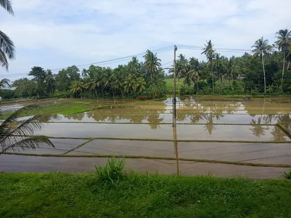 Kırsaldaki pirinç tarlaları