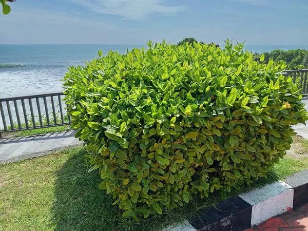 Palmiye ağaçları ve mavi gökyüzü olan güzel tropikal plaj